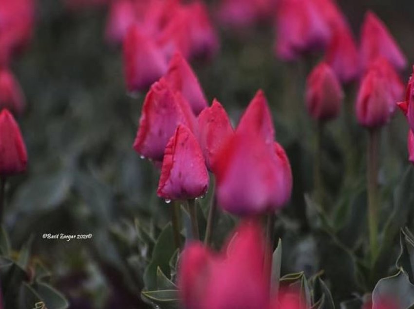 Kopshti ikonik i Tulipanit në Kashmir çelë mbi 1.5 milion lule