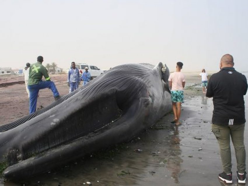 Del në breg balena 18 metra e gjatë