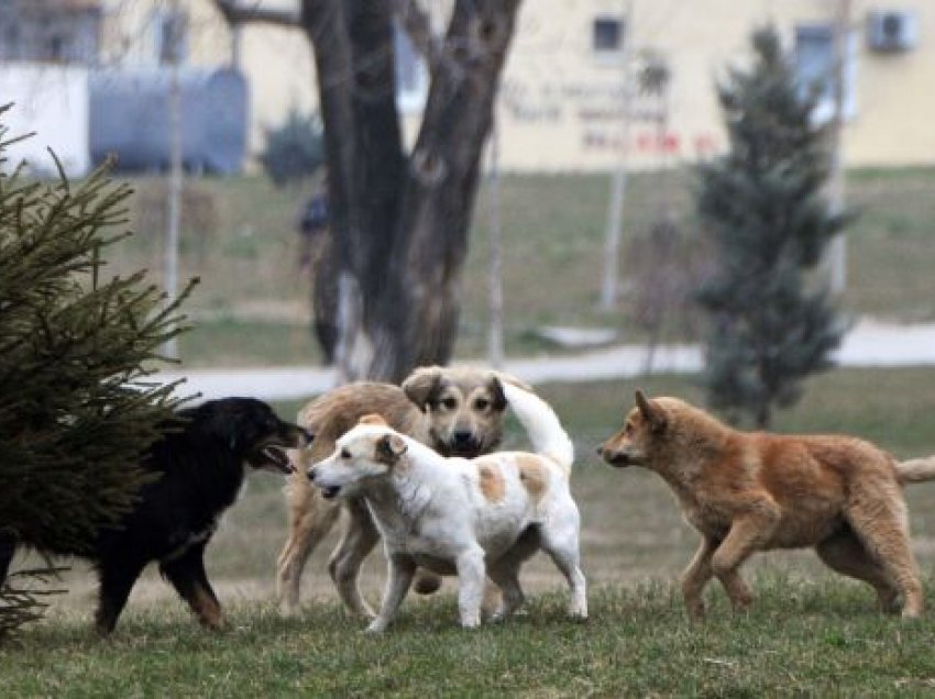Shtohen rastet që qytetarët e Gjakovës sulmohen nga qentë