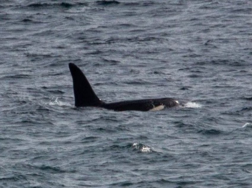 ​Zbulohen 2 balena 'vrasëse' në brigjet e Anglisë