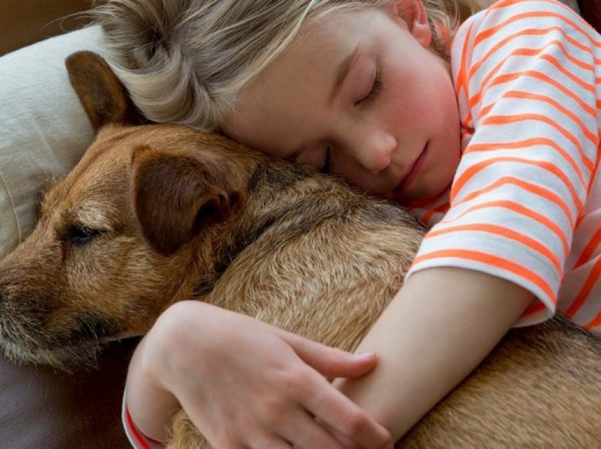 5 arsye të rëndësishme se pse duhet të adoptoni (dhe jo të blini) një kafshë shtëpiake