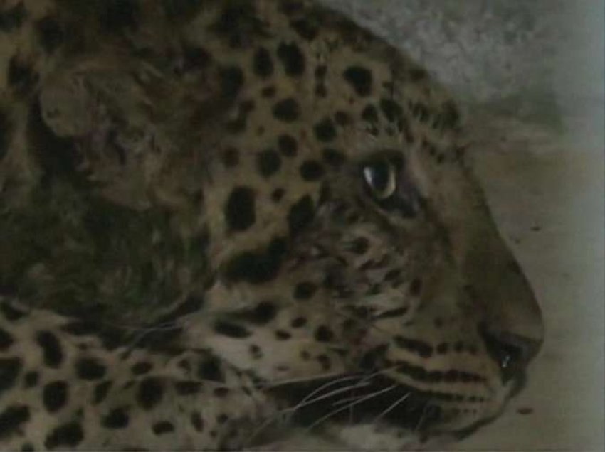 Tre leopardë ikin nga kopshti zoologjik në Kinë, njëri ende i arratisur
