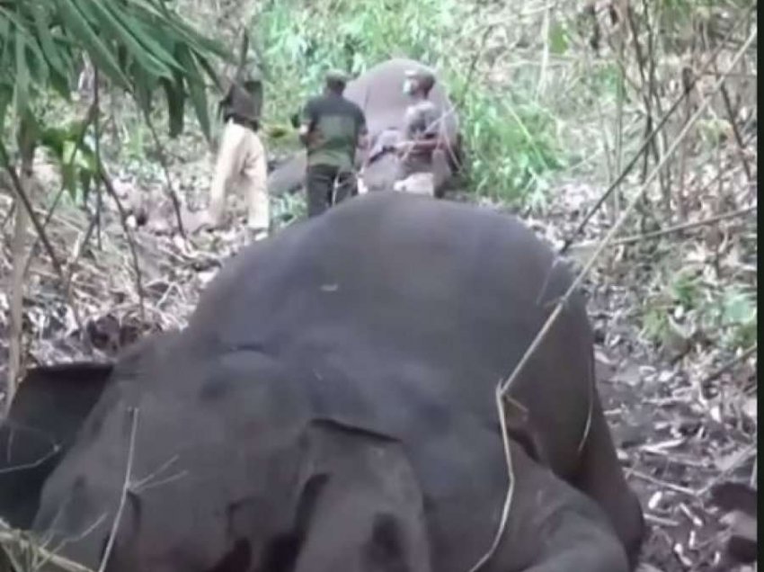 18 elefantë gjenden të ngordhur, dyshohet se u goditën nga rrufeja