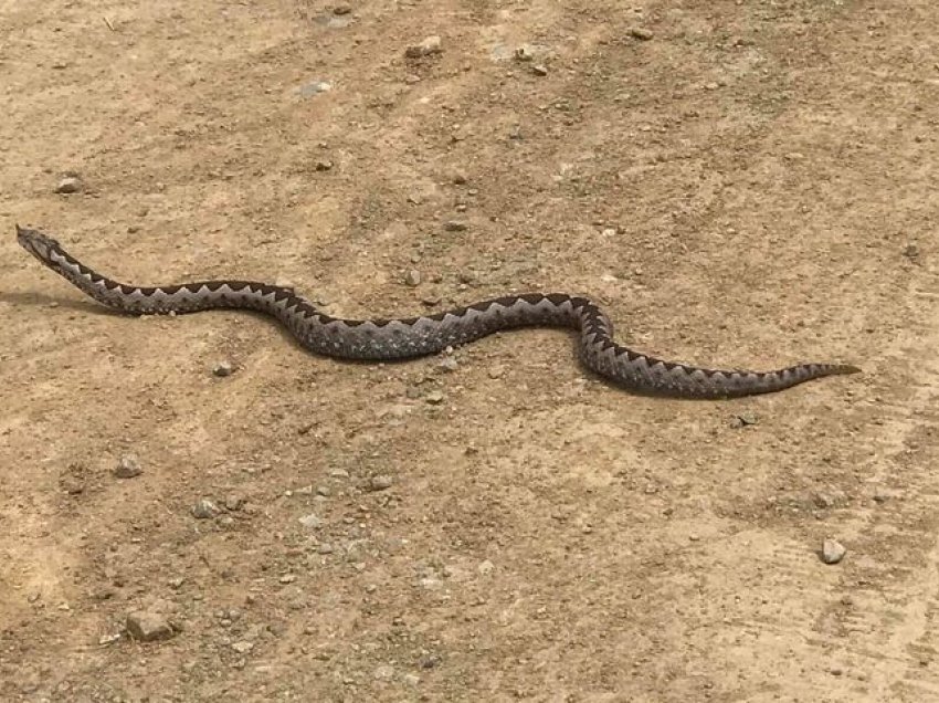 Në Kabash të Prizrenit shihet Hundrraku, një nga gjarpërinjët më të rrezikshëm në Evropë 