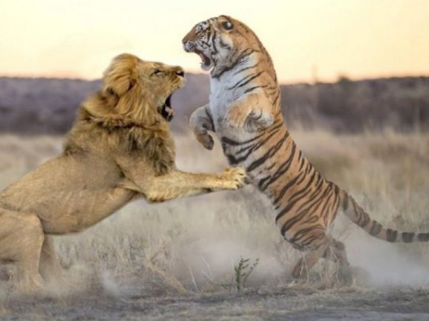 Një luftë “titanike” midis luanit dhe tigrit, zbuloni se kush fiton në fund
