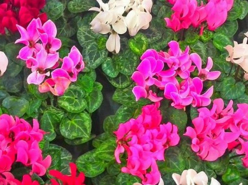 A keni dëgjuar për lulen e çiklaminit- lulja shëruese e lashtësisë?