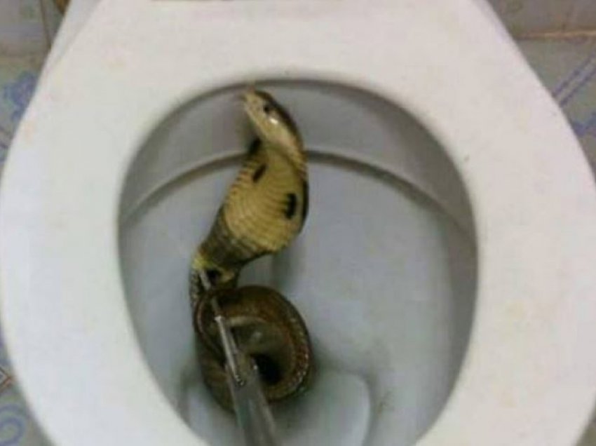 E tmerrshme/ Kobra ia kafshon organin gjenital 47 vjeçarit derisa ishte i ulur në tualet