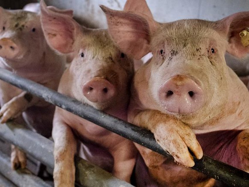 Një fermë gjermane do të asgjësojë 4000 derra, pasi konfirmon një rast të murtajës së derrave