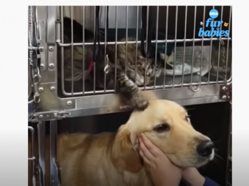 Macja ngushëllon qenin gjatë vizitës tek veterineri