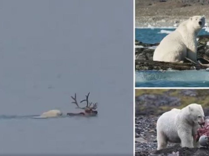 Pamje të rralla/ Ariu polar gjuan drerin, shkak ndryshimet klimatike