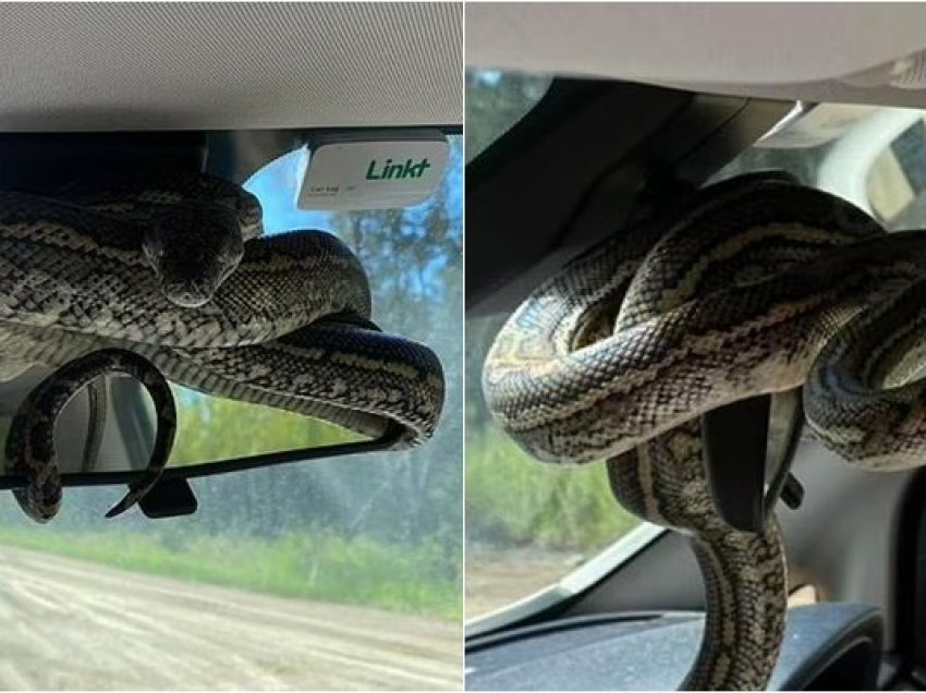 Familja kthehet në makinë dhe gjen gjarprin piton të mbështjellë rreth pasqyrës