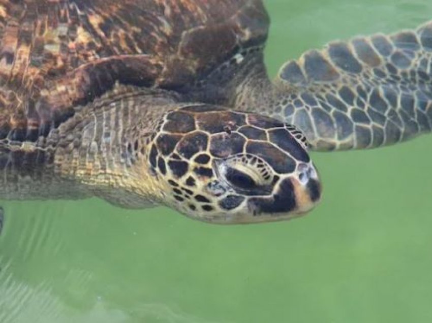Hëngrën mish helmues të breshkave, vdesin shtatë persona në Tanzani