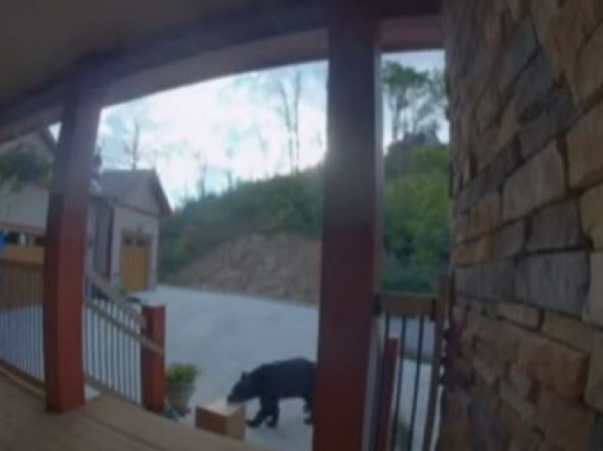 Ariu vjedh paketën 15-kilogramëshe nga veranda e një shtëpie
