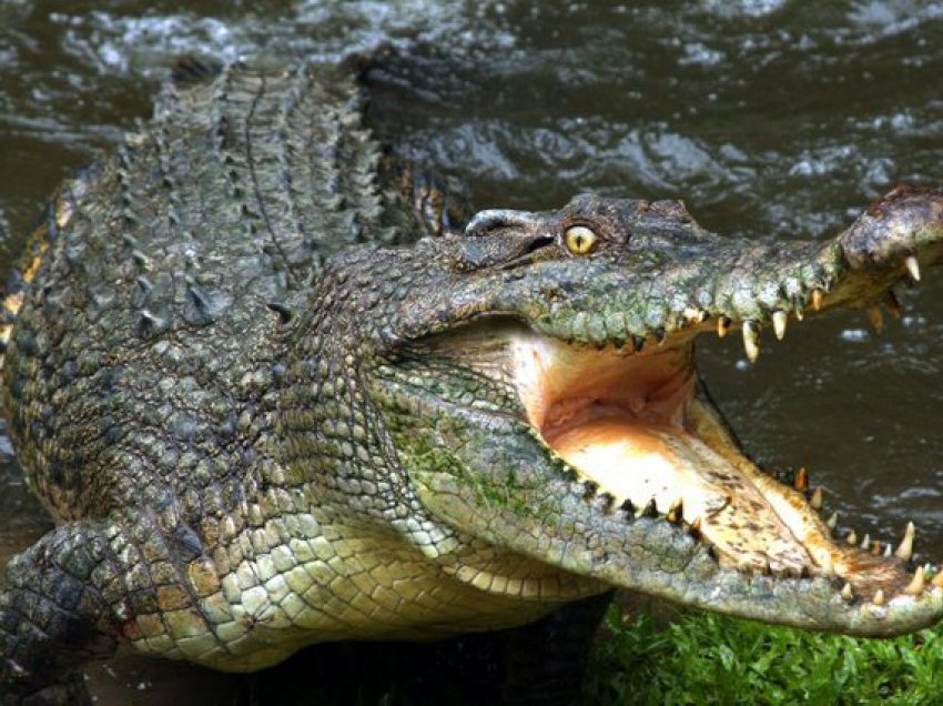 Si të biesh në dhëmbët e krokodilit - Droni bie pre e zvarranikut dhe filmon gjithçka