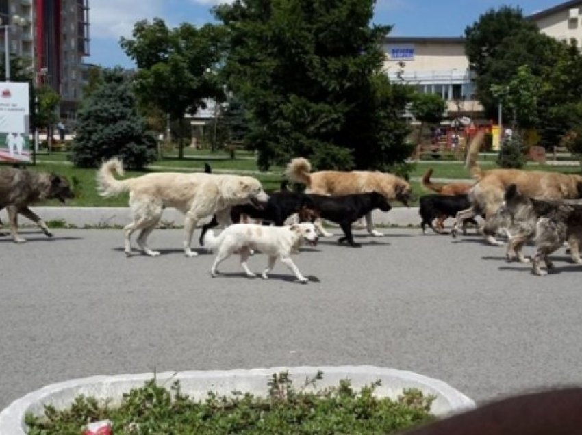 Një grua shtatzënë sulmohet nga qentë endacak në Prishtinë