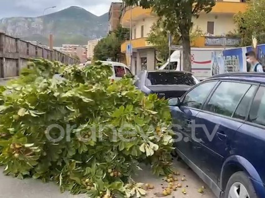 Tiranë, era rrëzon pemën në rrugë