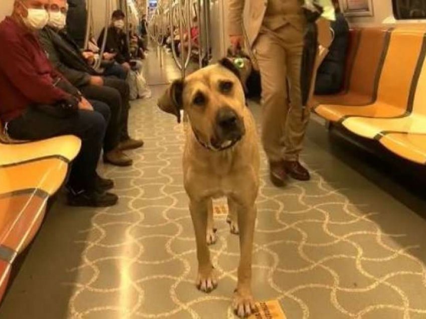 Qeni që po udhëton me transport publik nëpër Stamboll