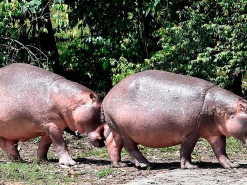 Kolumbia në hall me shumimin e hipopotameve, ka filluar me sterilizimin e tyre