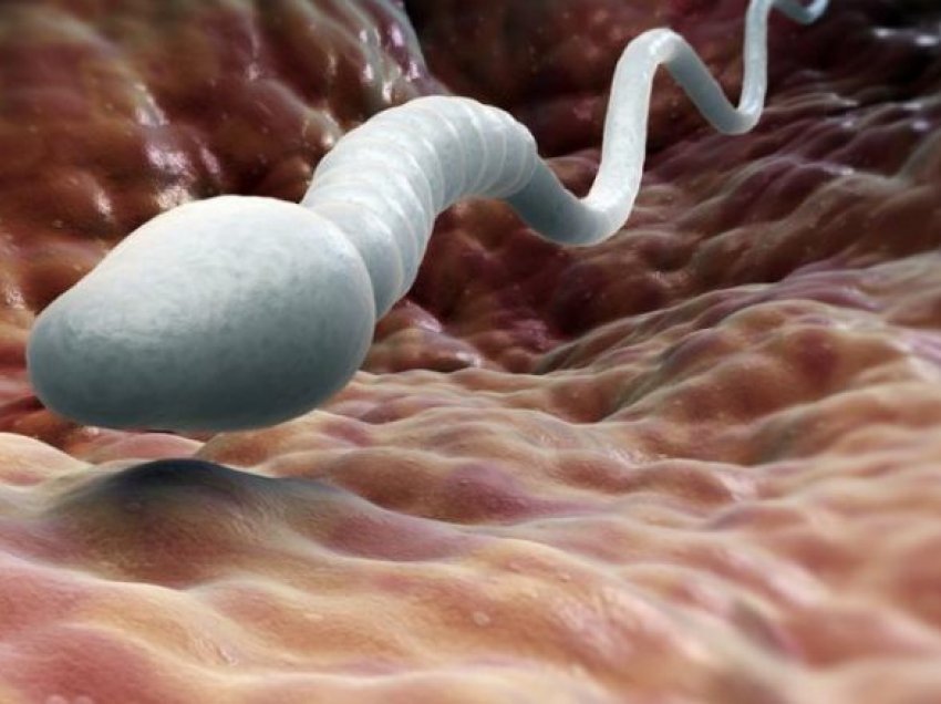 Sa kohë mund të “mbijetojnë” spermatozoidet?