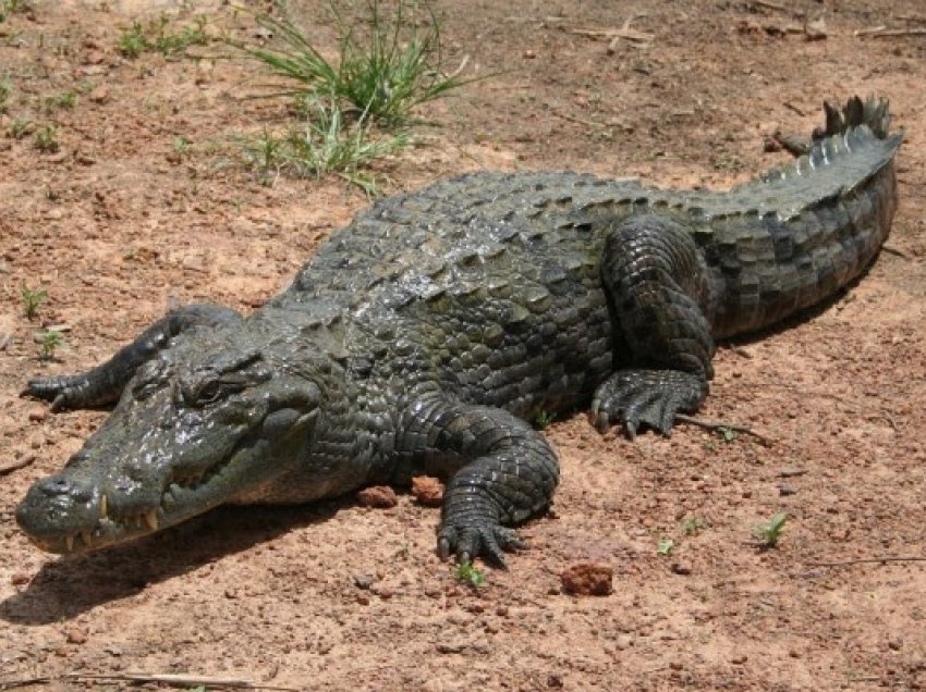​Krokodili që ka jetuar 110 milionë vjet më parë