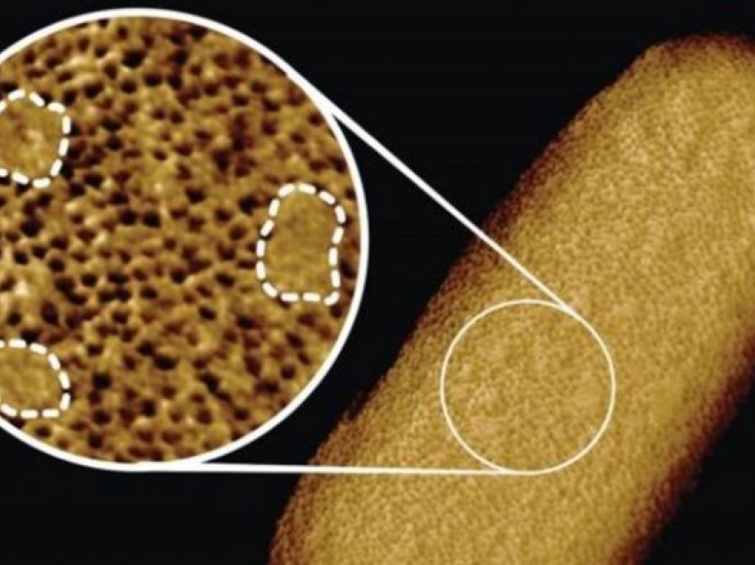 Imazhet më të detajuara të baktereve të gjalla