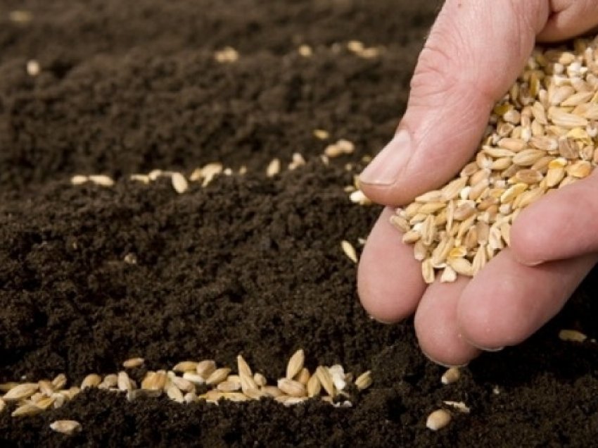 Ministria e Bujqësisë thërret bujqit: Është momenti më i volitshëm i mbjelljes së grurit