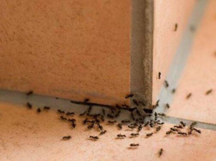 Si të shpëtojmë nga milingonat e shtëpisë me mënyra natyrale