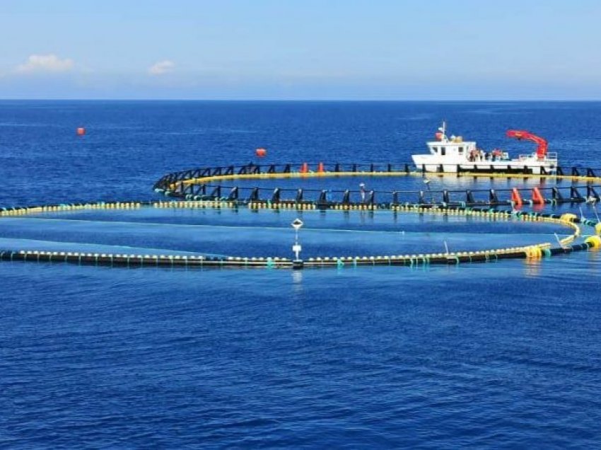 Ferma e kultivimit të tonit në detin Jon/ Rama publikon pamjet: Është ndërtuar me super standardet për tregun japonez