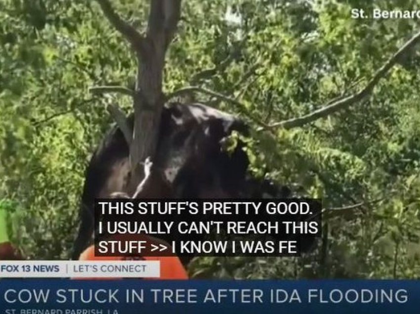 Uragani “fluturon” lopën në pemë, pamjet kur emergjenca tenton ta shpëtojë
