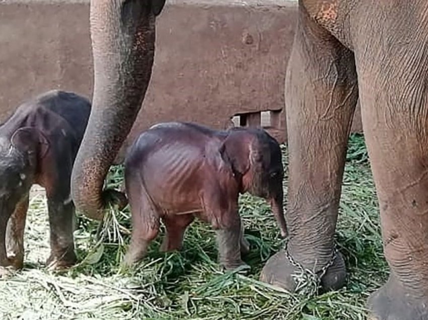 Elefanti lind binjakë pas 80 vitesh në Sri Lanka