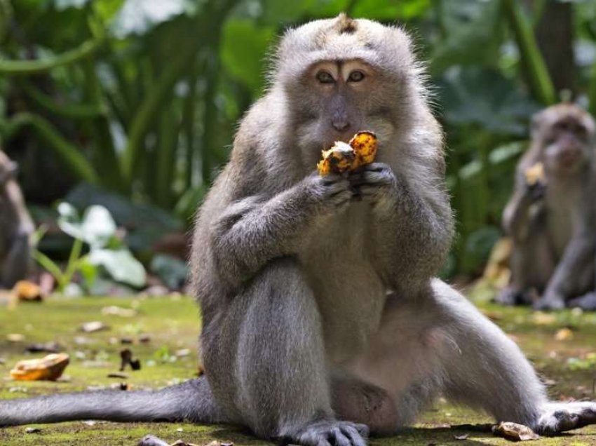 Pa turistë, majmunët e uritur mësyjnë shtëpitë