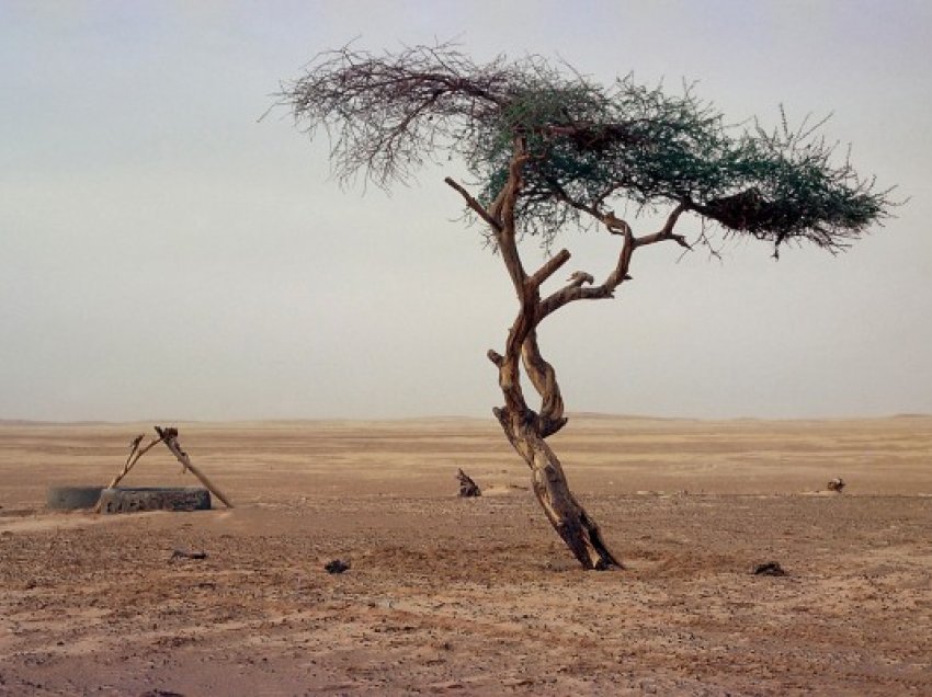 ​Historia e trishtuar e pemës më të vetmuar në botë