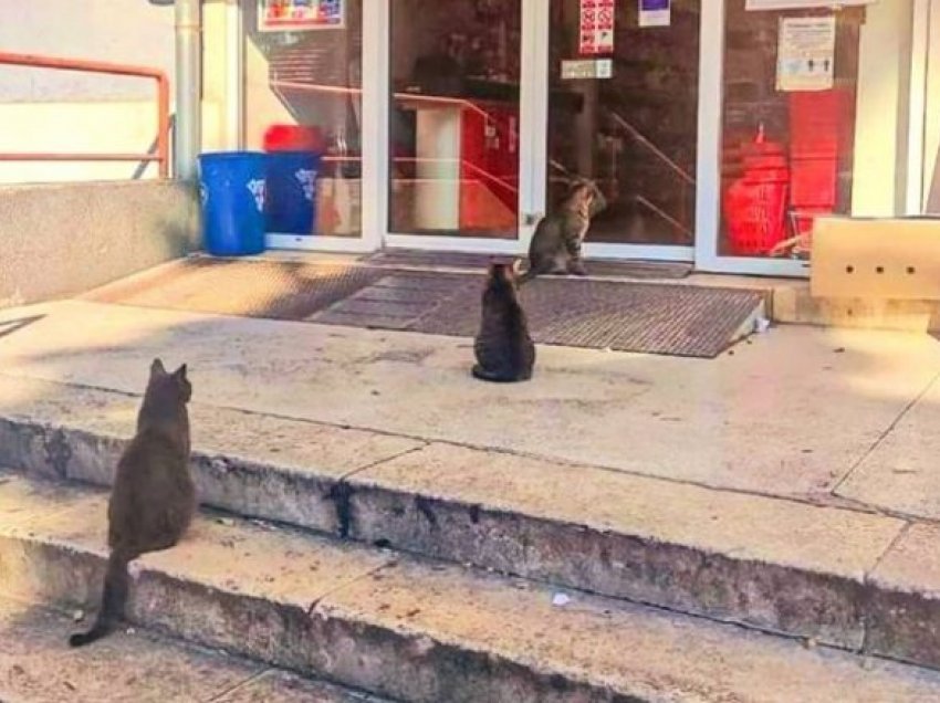 Janë bërë hit viral macet që presin në radhë para një dyqani 