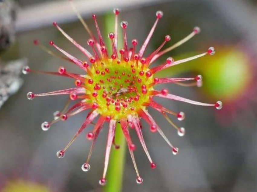 Zbulohet lulja e rrallë mishngrënëse, ngjan me një molekulë të koronavirusit