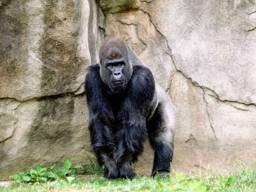 Disa gorilla infektohen me COVID në SHBA