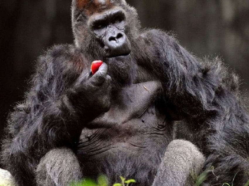 SHBA, 13 gorilla infektohen me koronavirus