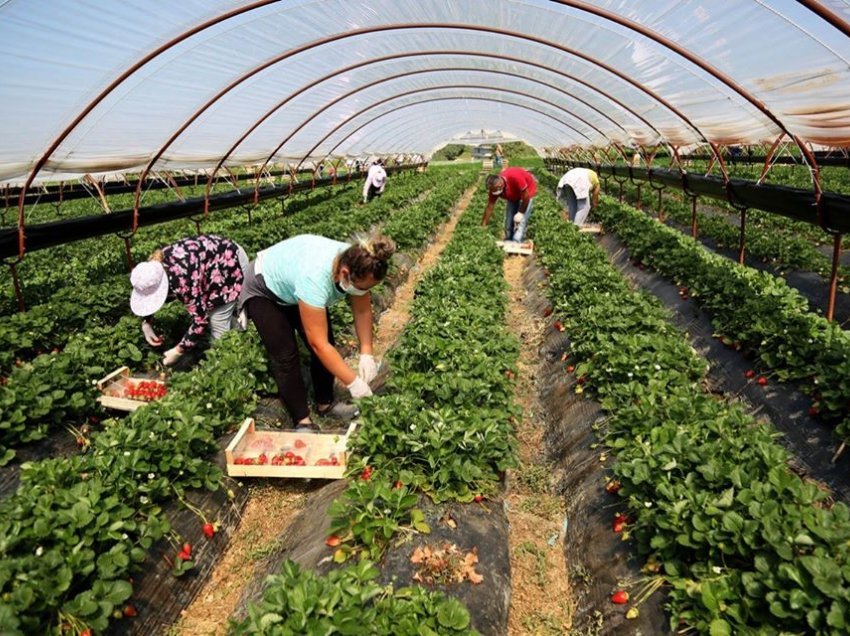 Pagat e ulta dhe emigracioni larguan 29 mijë persona nga bujqësia në Shqipëri