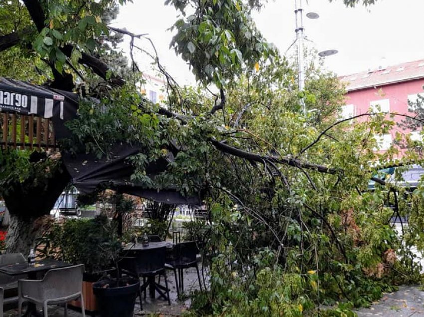Erërat e fuqishme këpusin një pemë në Prishtinë
