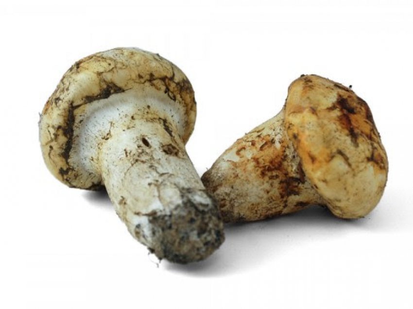 ​70 gramë kërpudha kushtojnë 7 600 dollarë