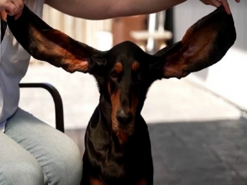 ​Qeni femër Lou hyn në Guinness për shkak të veshëve të gjatë
