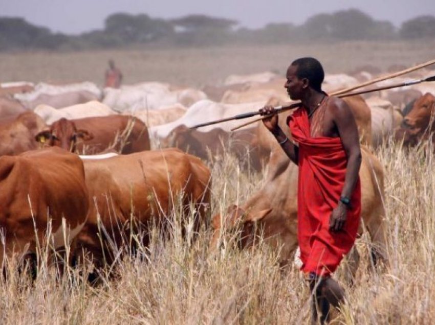 Në përleshjen mes hajnave të lopëve dhe fermerëve, humbin jetën 46 persona