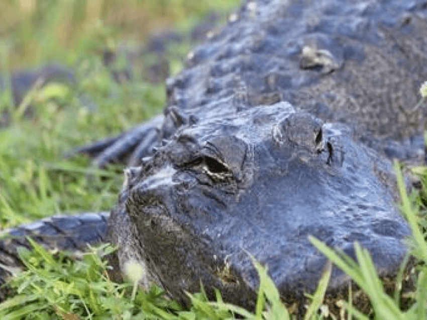 74-vjeçarja sulmohet nga aligatori në shtëpi në Florida; për fat kishte një lopatë