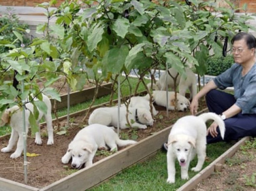 Presidenti i Koresë së Jugut sugjeron ndalimin e ngrënies së mishit të qenve