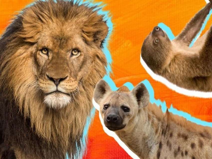 Sipas ekspertëve, njeriu është një hienë, luan ose sloth…Cili jeni ju?