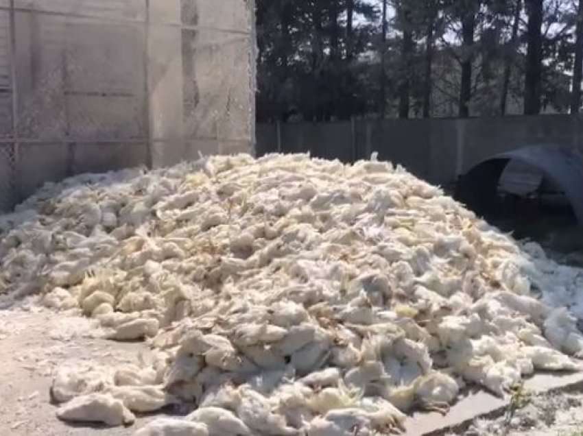 Ministria e Bujqësisë po fsheh gripin e shpendëve? Resuli: Sot u mbyll një stabiliment pulash në Durrës, SPAK të hetojë