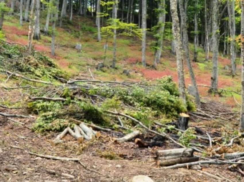 Vazhdon prerja ilegale e pyjeve në Maqedoni