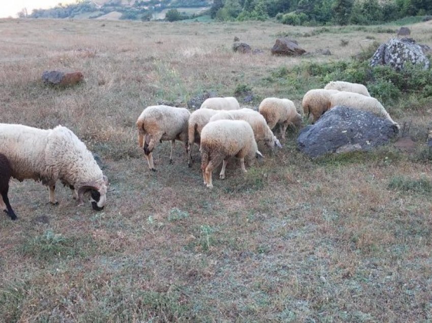 Iu ra përçuesi i rrymës derisa po kullotnin, ngordhin delet në fshatin Dubovc