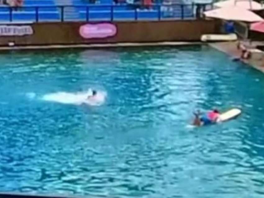 Delfini sulmon trajneren ndërsa ajo “zhduket nën ujë” para familjeve të tmerruara në Miami