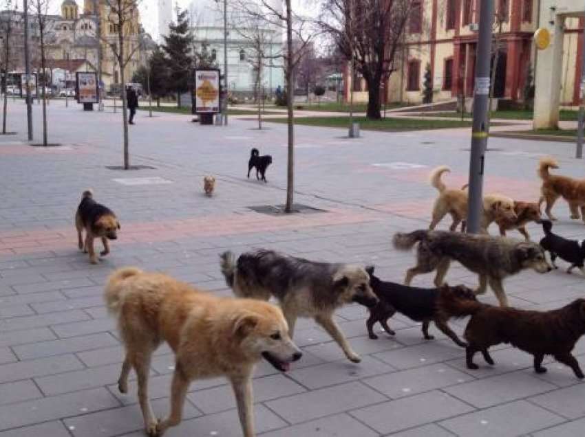 Veç në Prishtinë janë 10 mijë qen endacakë