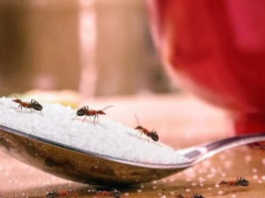Si të shpëtojmë nga milingonat në mënyrë natyrale?